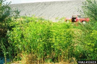 Wild parsnip infestation