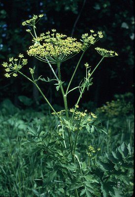 Wild Parnsip flower