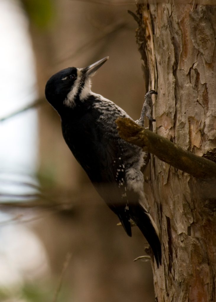 Black Backed Woodpecker