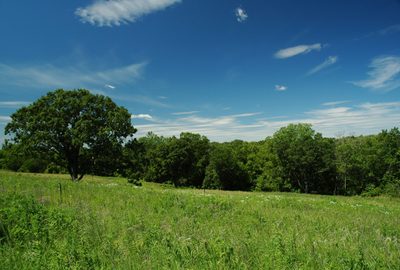 Burr Oak, Quercus macrocarpa, is found through out the Arboretum oak savannas.