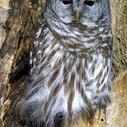 Barred Owl