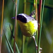 Common Yellowthroat