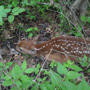 Fawn in the Arboretum