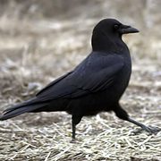 American Crow