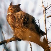 Great Horned Owl
