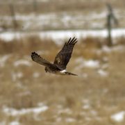 Northern Harrier