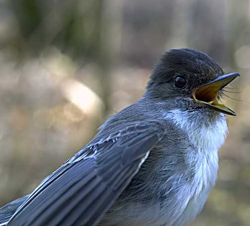 Birds – Cowling Arboretum – Carleton College