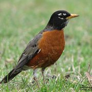 American Robin