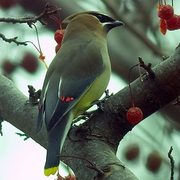 Cedar Waxwing