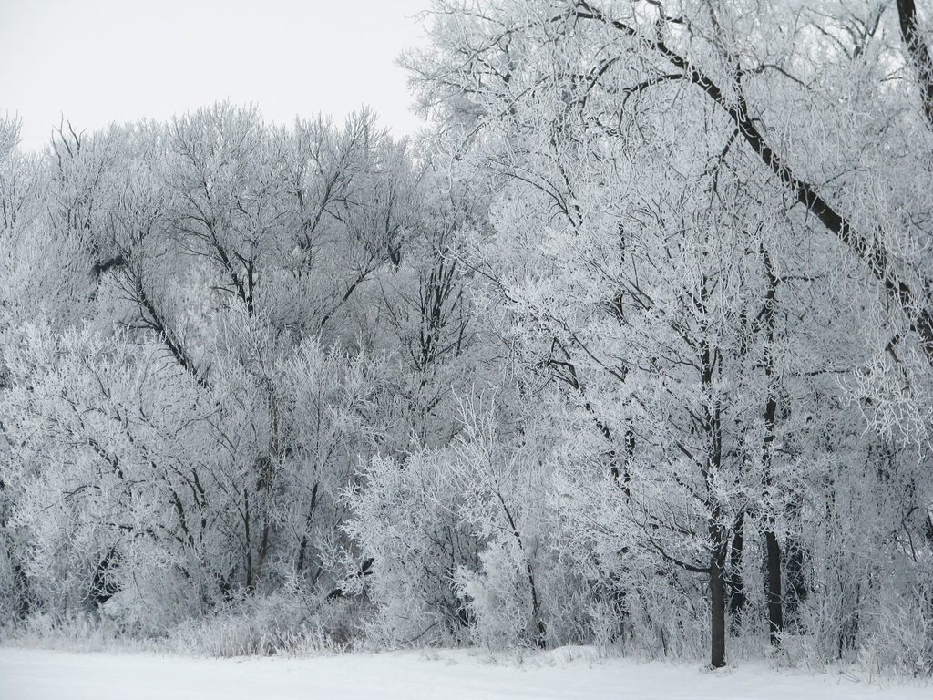 Photo by Doug Bratland Frosted Arb