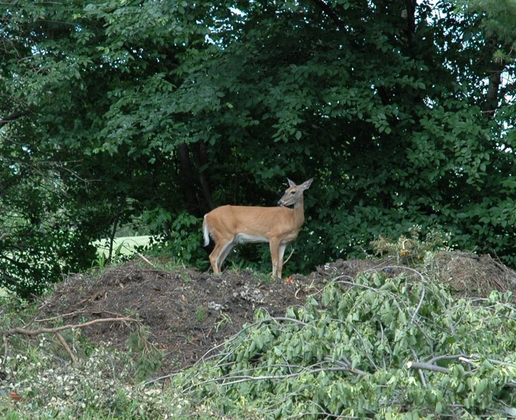 White Tailed Deer