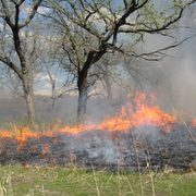 Savanna Burn in the Lower Arboretum