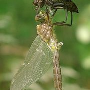 Emerging dragonfly