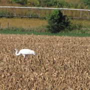 Whooping Cranes across from McKnight Prairie