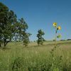 Arboretum Volunteer Work Event - CANCELLED DUE TO HEAT