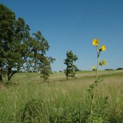 Compass plant in the Arboretum prairie restoration