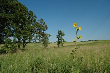 Compass plant