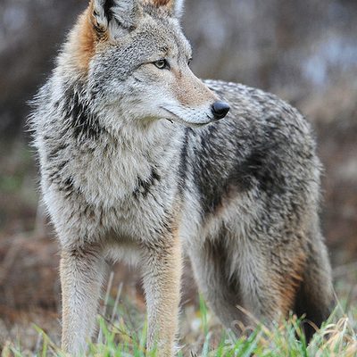 A coyote.