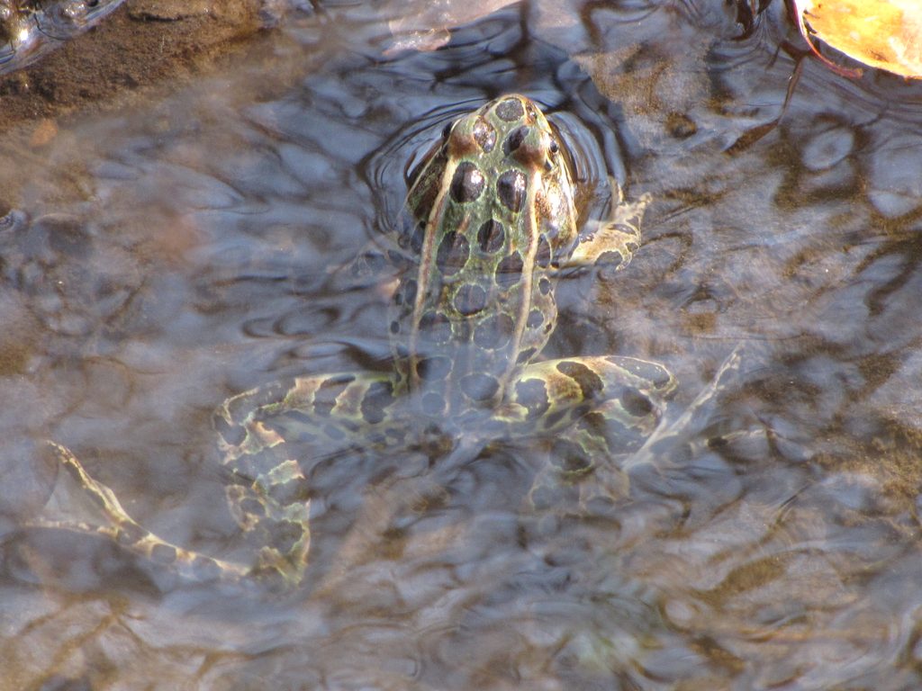 A leopard frog in Spring Creek.
