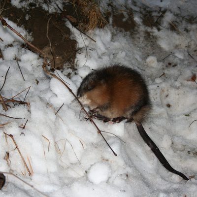 A muskrat in the Arb during Winter.