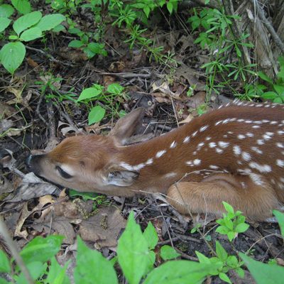 Spotted fawn in forest