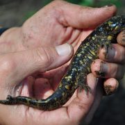 Taking a closer look at one of the Arb's more elusive residents, the Tiger Salamander.