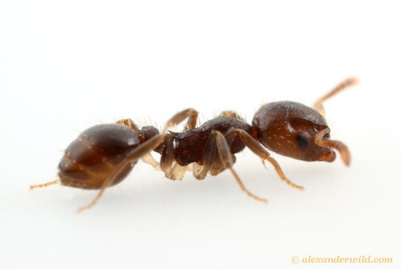 Protomognathus americanus, an acorn slave-raiding ant.