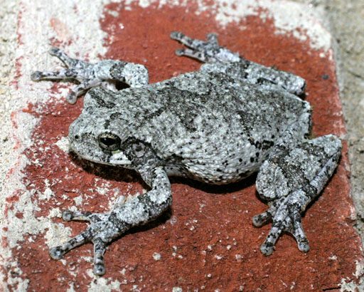 Gray Tree Frogs  Nature, Garden, Life