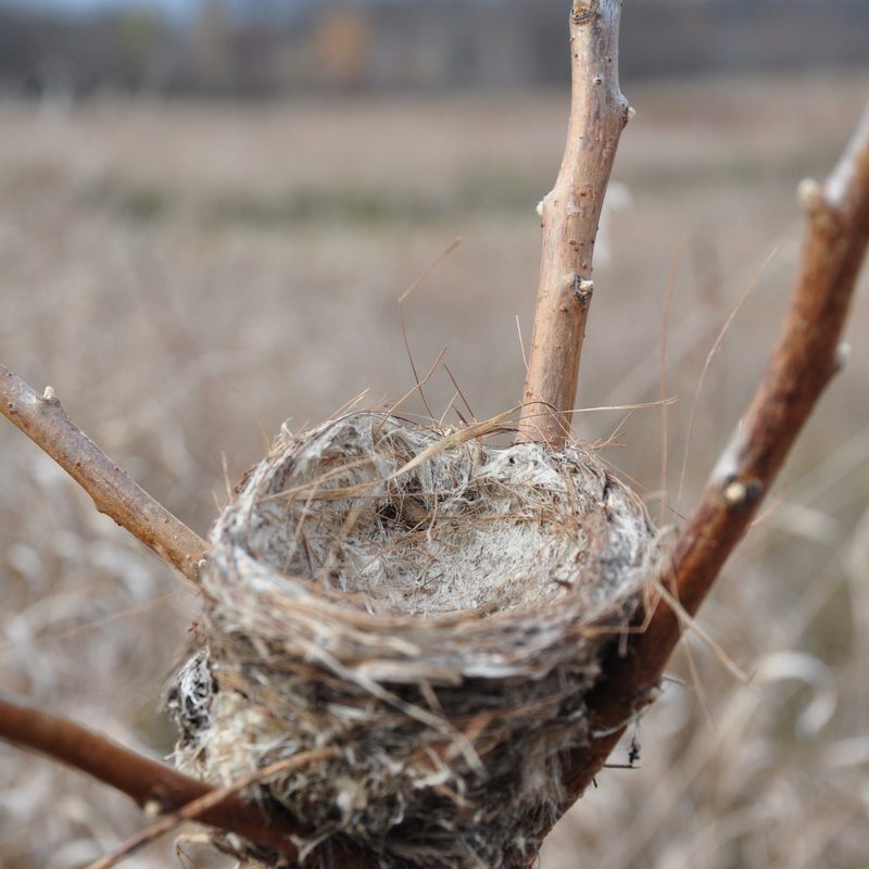 Empty Nesters: Bird Nests in the Arb – Cowling Arboretum – Carleton College