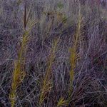 Whorled Milkweed on McKnight Prairie