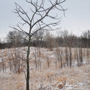 Tree enduring winter in the Arb.