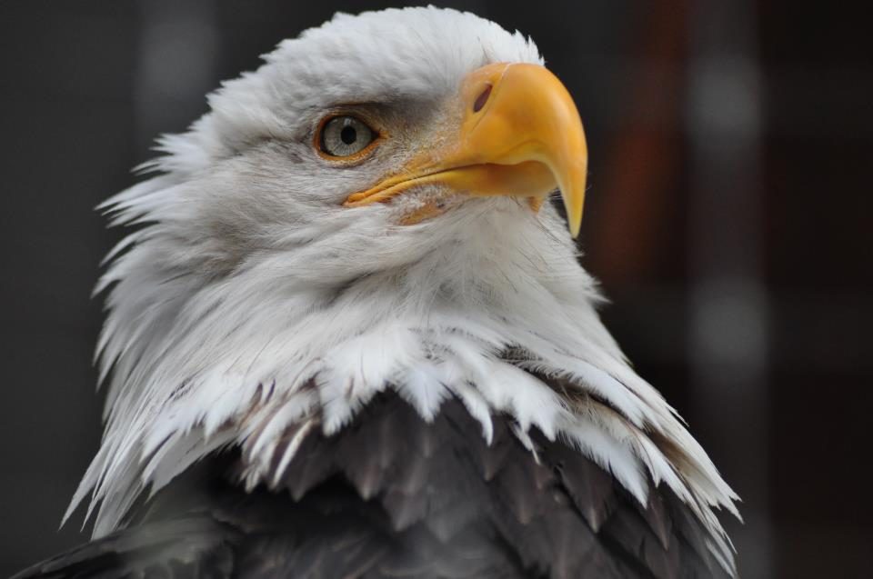 Bald Eagles may commonly be seen soaring over the Arboretum near the Cannon River.