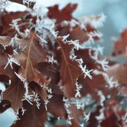 Hoarfrost clinging to Oak leaves in the Arb.