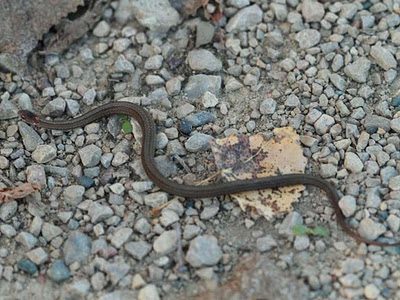 Red-bellied Snake (Storeria occipitomaculata) - Minnesota Amphibian &  Reptile Survey