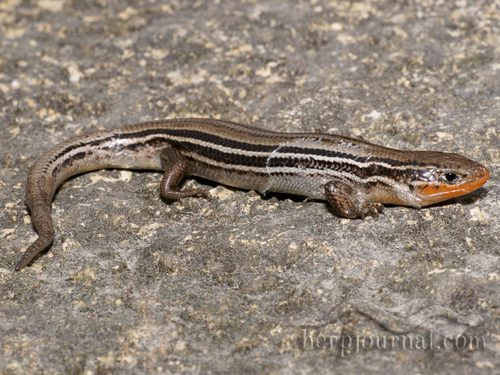 Northern Prairie Skink