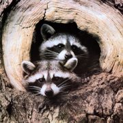 Raccoons