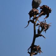 Henslow's Sparrow