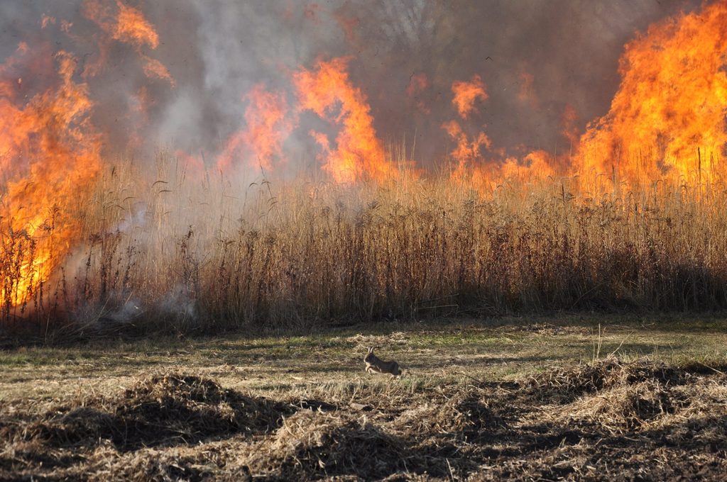 A bunny leaving the site of a perscribed burn.