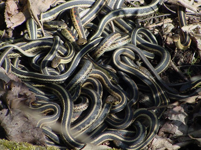 A ball of mating garter snakes in the Arb.