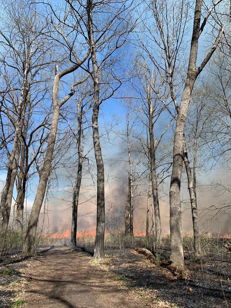 Springtime burn in lower Arb