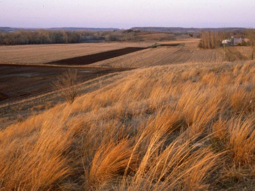 McKnight Prairie, 1980