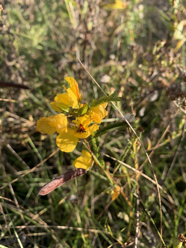 A yellow flower in grass.