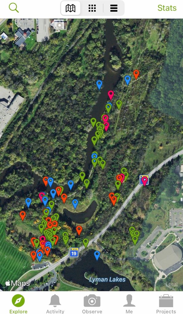 A screenshot of the iNaturalist explore function featuring an aerial view of observations made in the Lower Arb.