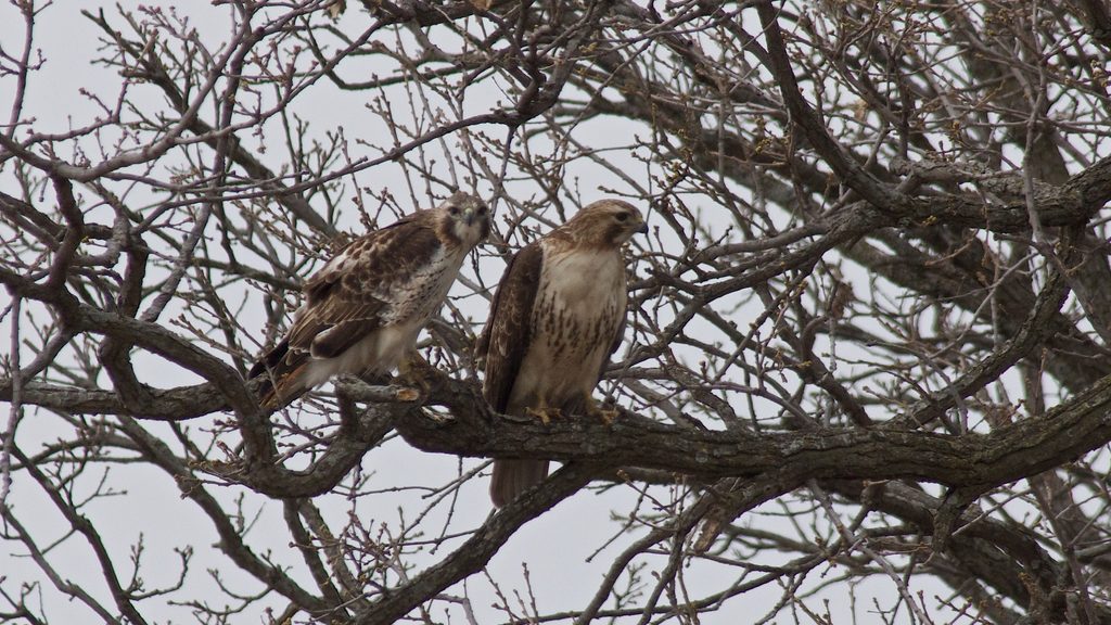 Two Red-tailed Hawks (Buteo jamaicensis). Broad- winged Hawks have similar build but are smaller.