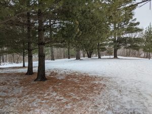snow covered field surrounded by trees