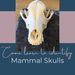 Mammal Skull Identification