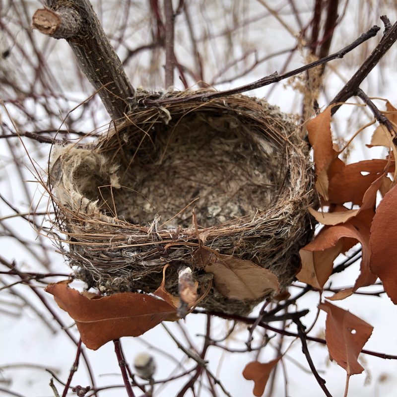 Empty Nesters: Bird Nests in the Arb – Cowling Arboretum – Carleton College