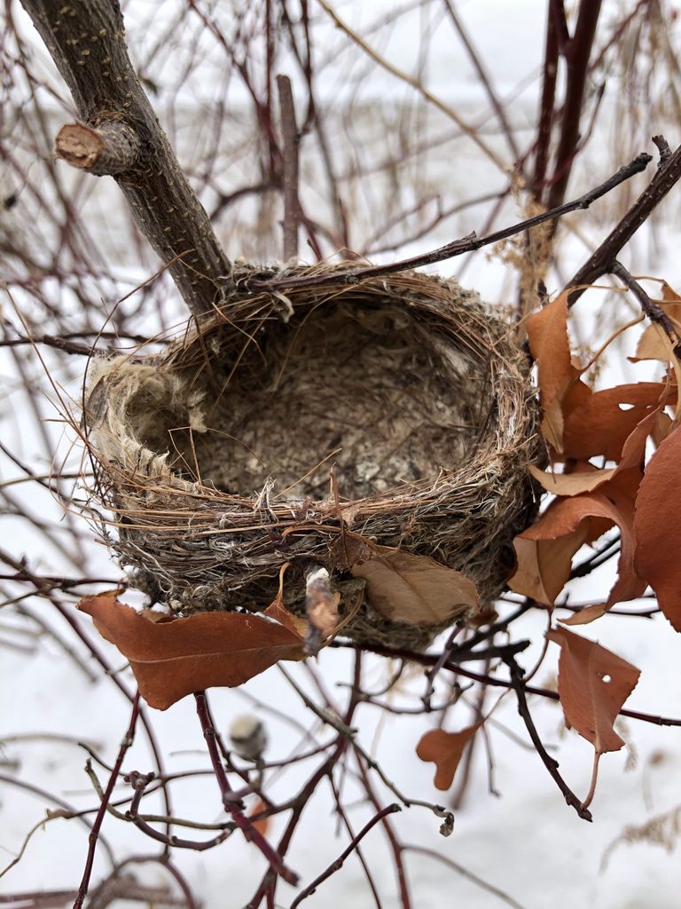 Empty Nesters: Bird Nests in the Arb – Cowling Arboretum – Carleton College