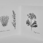 Four drawings of flowers by Emma Freedman '23
