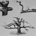 Drawings of a tree by Emma Freedman '23